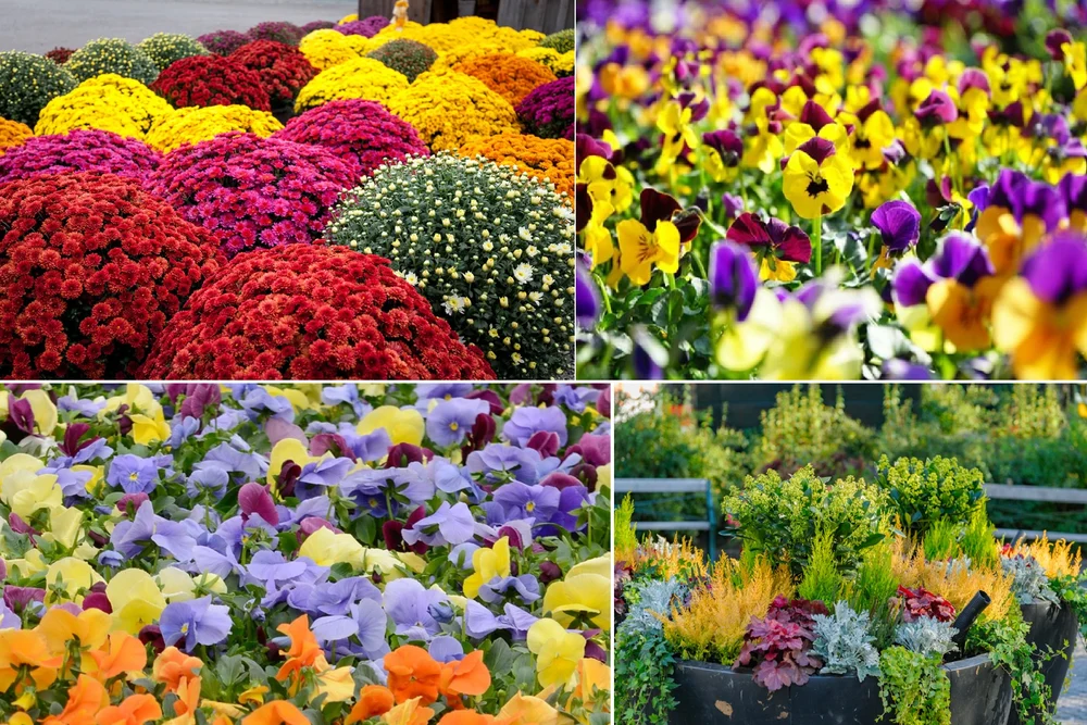 Plante perfecte pentru toamnă. Floarea miraculoasă care înflorește în frig și aduce culoare instant pe balcon și în grădină