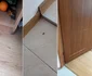 Condițiile din Azilul Casanova din Râmnicu Vâlcea descoperite de autorități Colaj jpg