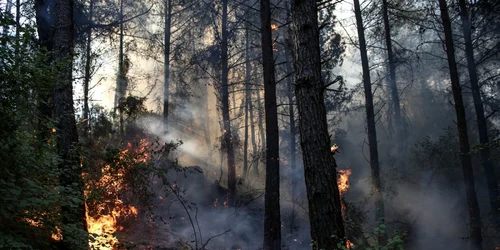 Dezastru provocat de incendii în Turcia. FOTO EPA-EFE