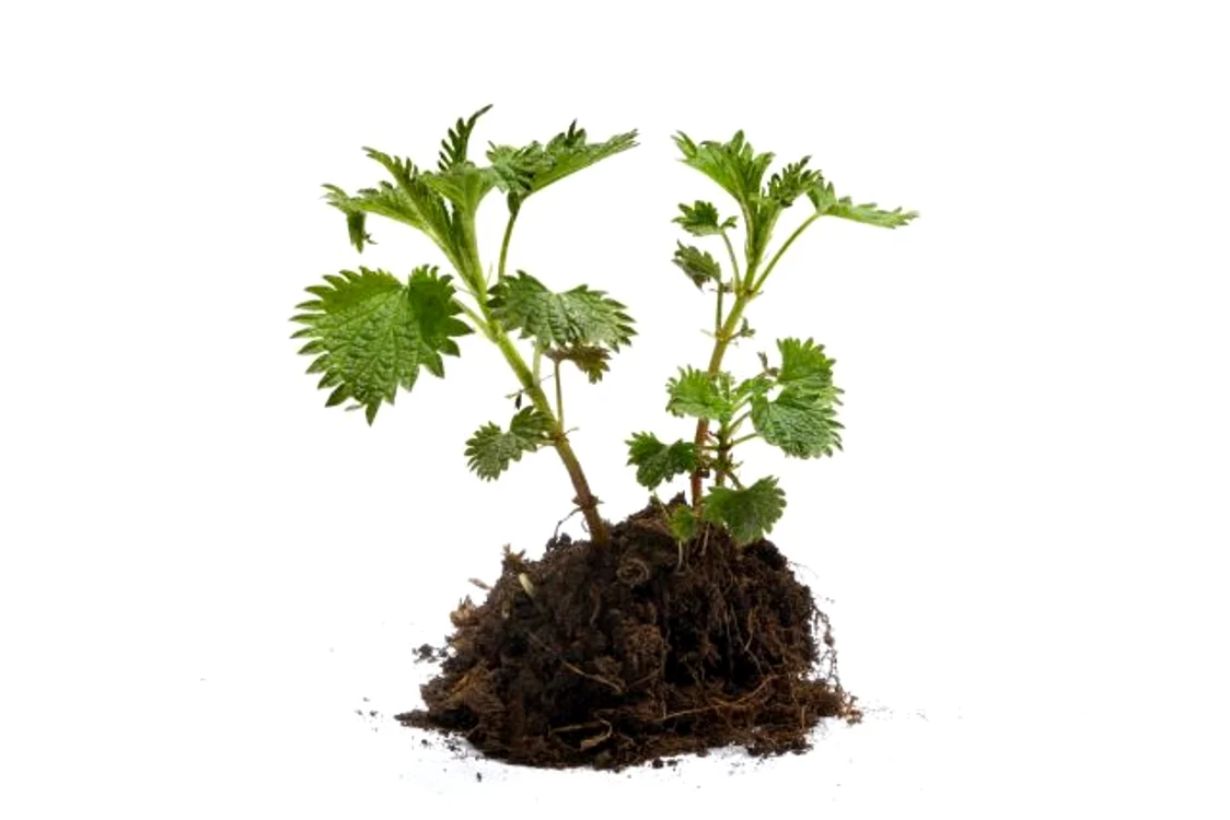 
    Întreaga plantă (frunze şi rădăcini) conţine cantităţi semnificative de minerale, în mod special fier  