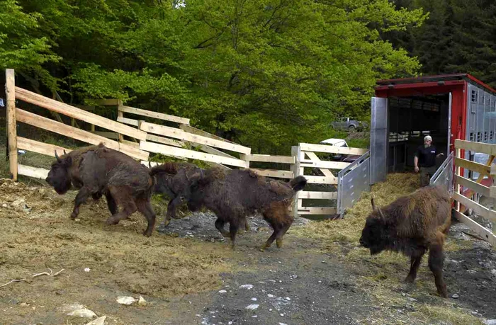Zimbrii ce vor fi eliberaţi vineri, 12 iunie, au fost aduşi pentru aclimatizare la Armeniş în septembrie 2014Foto: Rewilding Europe / WWF România