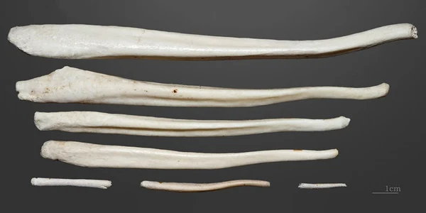 baculum