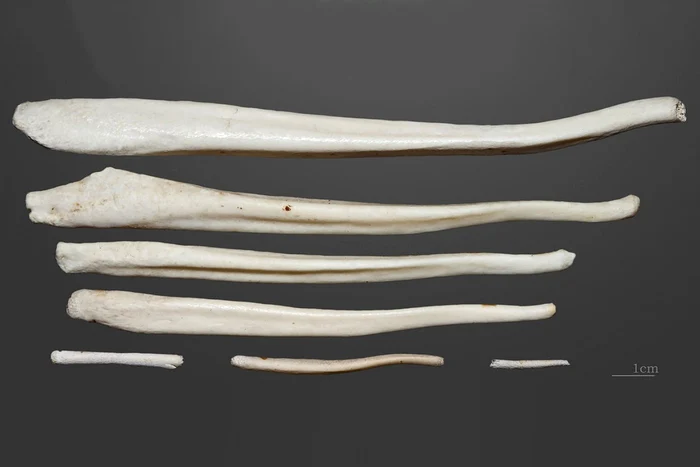 Baculum la diverse mamifere FOTO scientificamerican.com