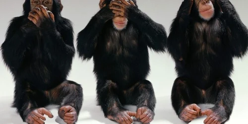 Problemele simple de matematică nu le-au dat bătăi de cap maimuțelor 