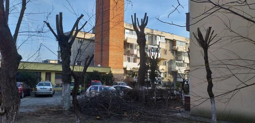 Toaletări abuzive ale arborilor din spaţiul public la Râmnicu Vâlcea Foto Arhiva Simona Mir