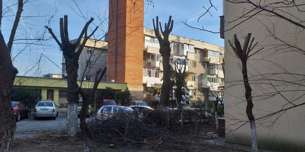 Toaletări abuzive ale arborilor din spaţiul public la Râmnicu Vâlcea Foto Arhiva Simona Mir