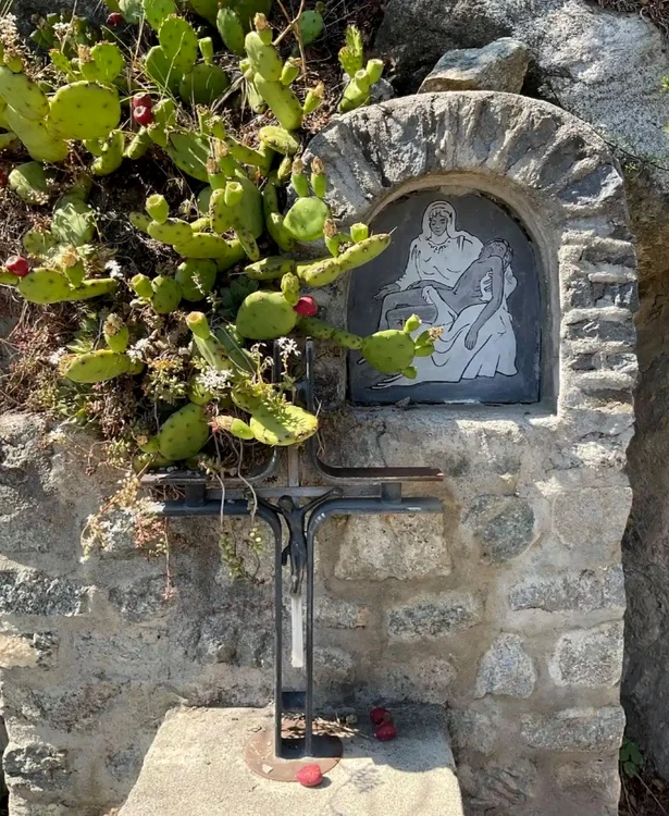 Cactușii Opuntia, tot mai răspândiți FOTO Peter Oliver Baumgartner/ The Guardian