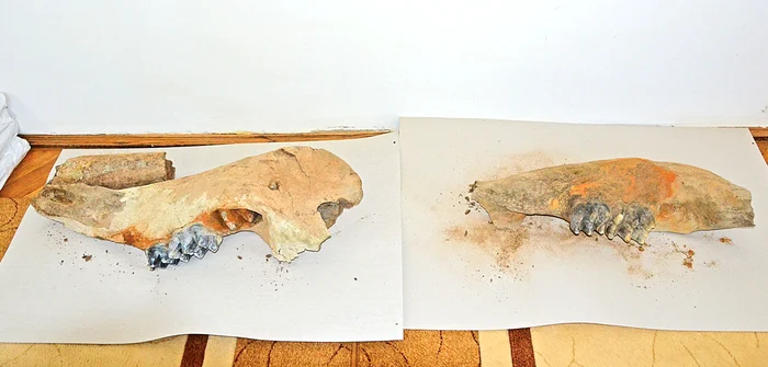Fragmentele din  mandibula animalului  preistoric au ajuns  la muzeul din Gorj