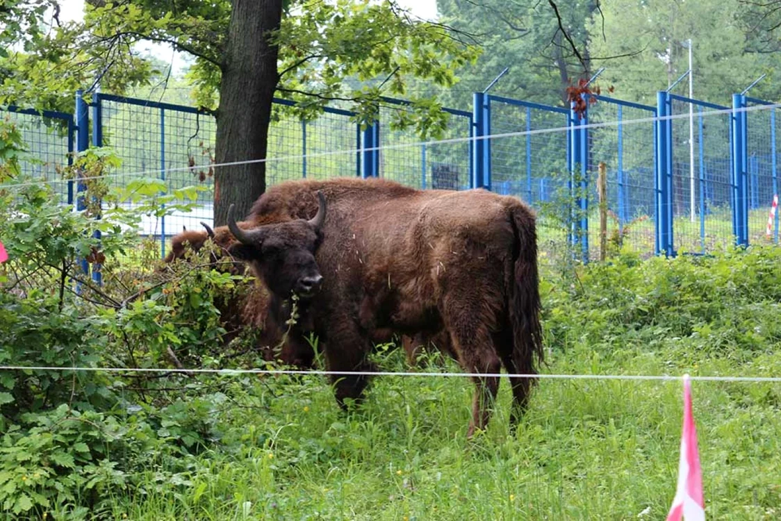 ZImbri aduşi la Zoo Hunedoara. FOTO: Primăria Hunedoara.