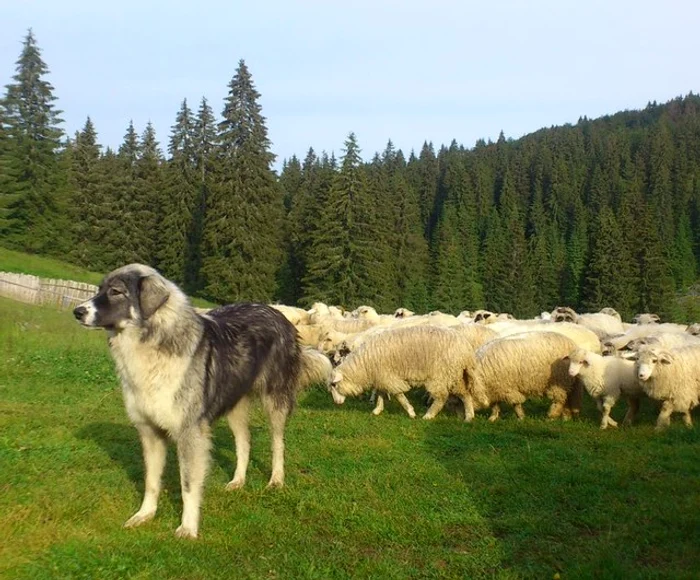 Ciobanii vor putea să aibă 13 câini la 1.000 de oi
