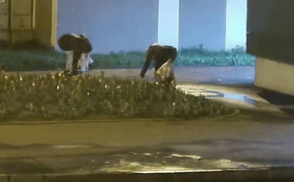 Două femei, prinse furând lalele proaspăt plantate în sectorul 6 din Capitală