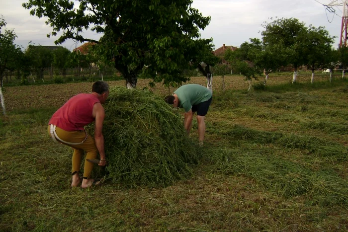 Aldo a cărat tot fânul cosit, fără a se plânge de greutatea acestuia (foto: arhiva personală)