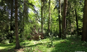 Parcul dendrologic Simeria  Foto Daniel Guță  ADEVĂRUL (50) JPG