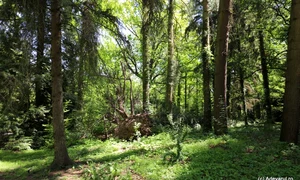 Parcul dendrologic Simeria  Foto Daniel Guță  ADEVĂRUL (50) JPG