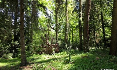 Parcul dendrologic Simeria  Foto Daniel Guță  ADEVĂRUL (50) JPG