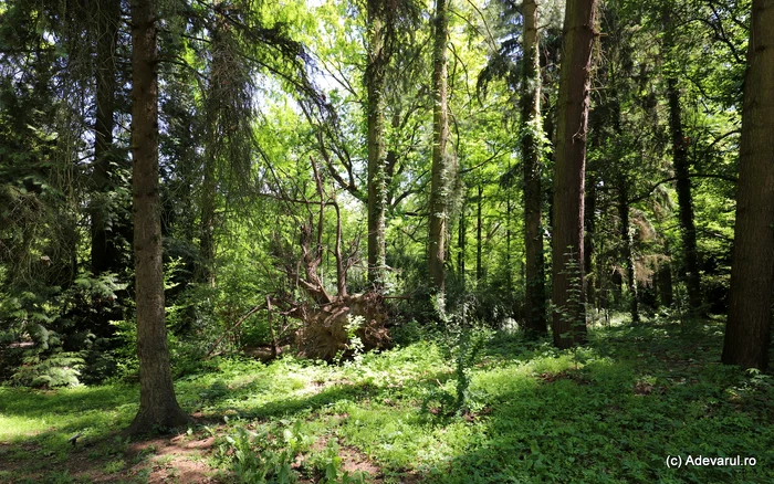 Orașul din România ce va avea prima pădure-parc din țară.