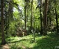 Parcul dendrologic Simeria Foto Daniel Guță ADEVĂRUL (50) JPG