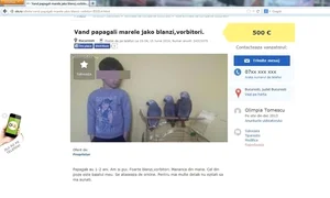 3 anunt papagai facsimil 2col 80 0 jpeg