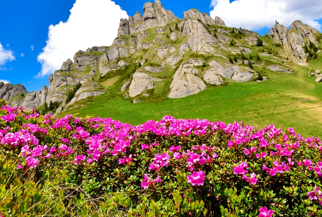 Bujorii de munte au înflorit și atrag mii de turiști/ sursa foto: autocarulbucurie.ro