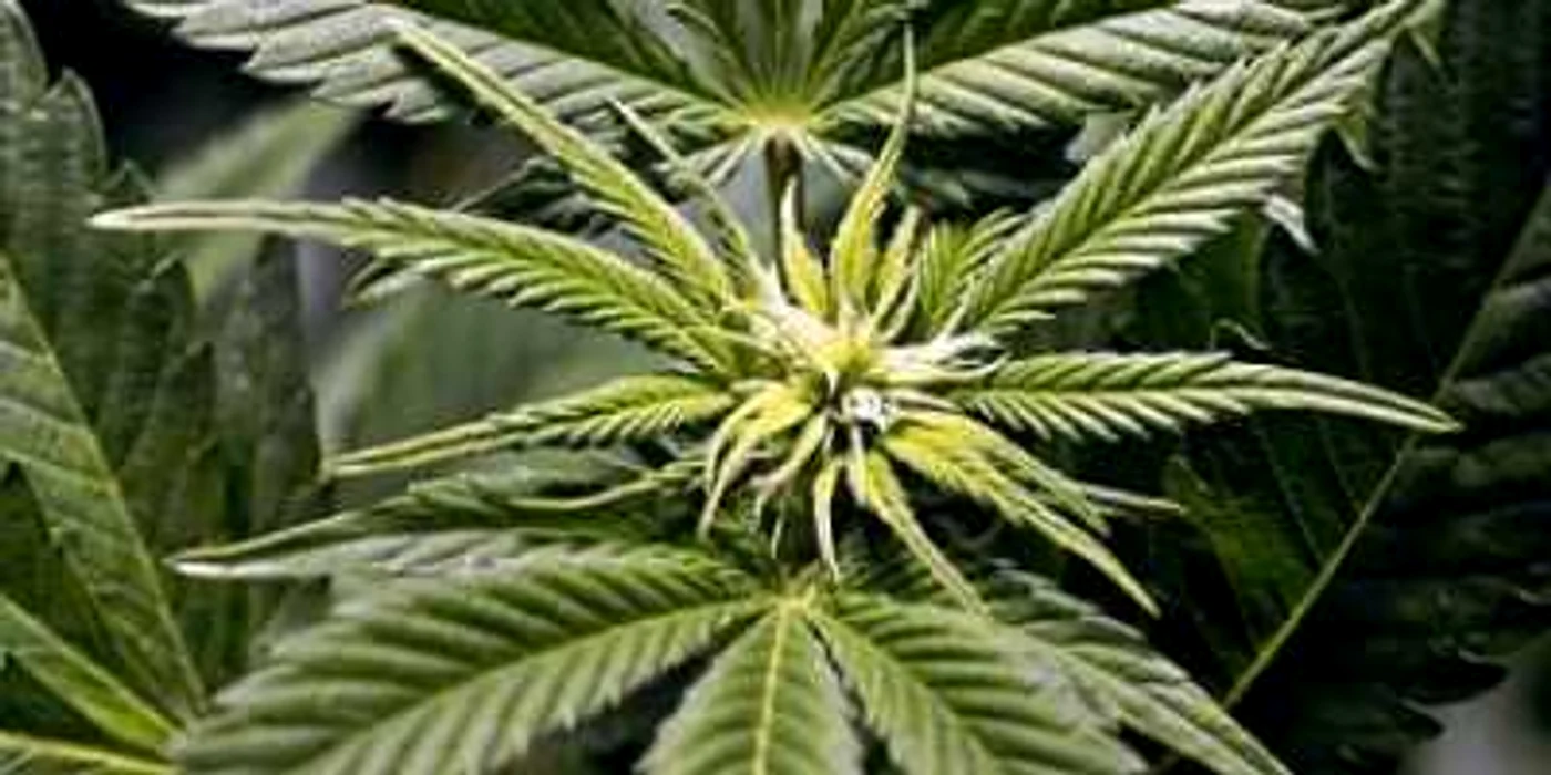 Californienii vor sa aprobe legalizarea marijuanei la referendumul din 2010