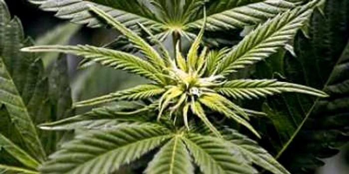 Californienii vor sa aprobe legalizarea marijuanei la referendumul din 2010