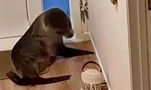 foto baza foca facebook jpg