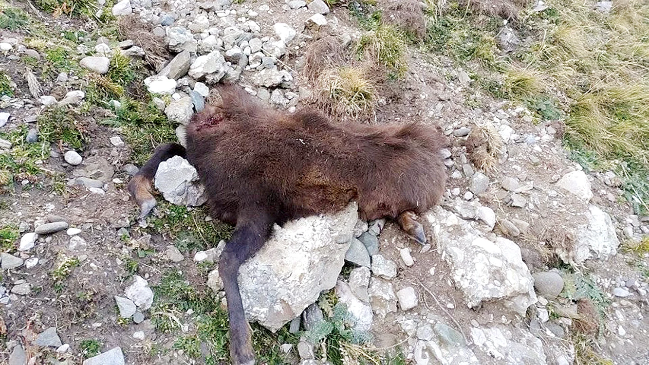 
    Animalul a fost împuşcat vineri, în timpul unei partide de vânătoare  