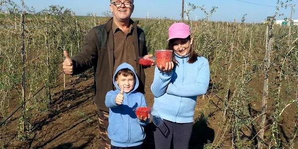 Plantaţia de cătină de la Constanţa