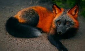 502651222 1238837230946874 1477047765708696229 n (1) jpg