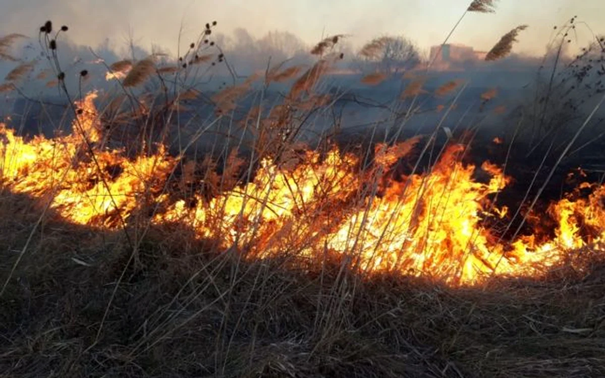 Incendiu Delta Vacaresti FOTO ISU
