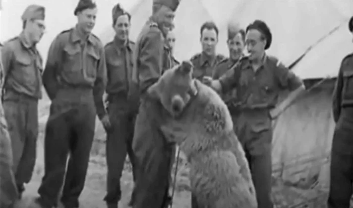 Wojtek, ursul soldat care a luptat contra naziştilor / foto: captură video