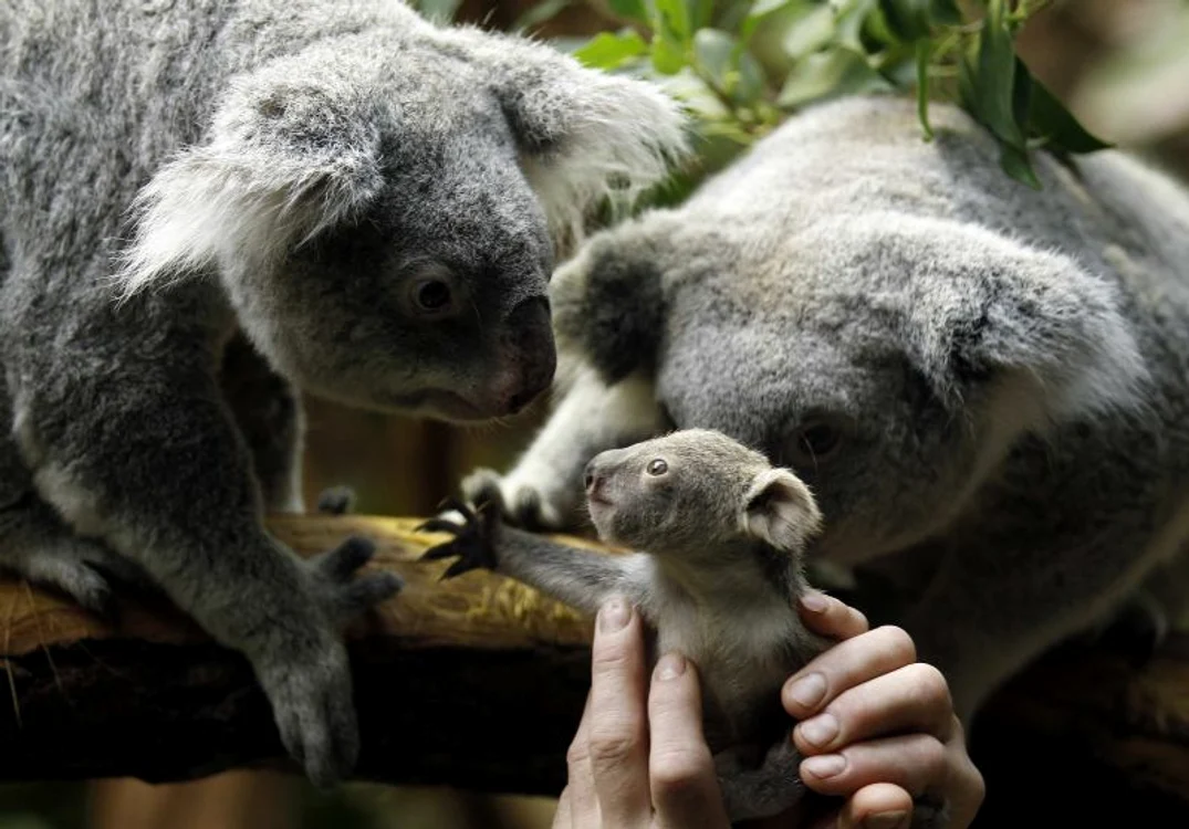 Koala (foto: reuters)