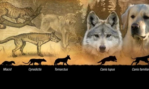 Unde au fost domesticiţi prima dată câinii? jpeg