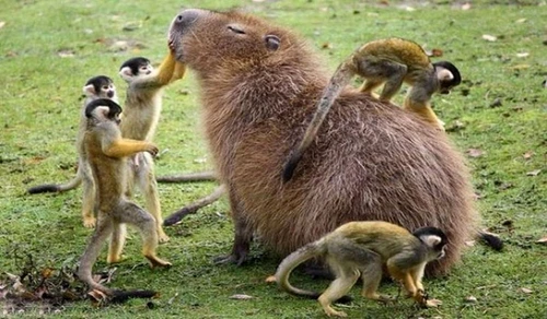 Capibara se bucură de compania gălăgioaselor maimuţe  jpeg