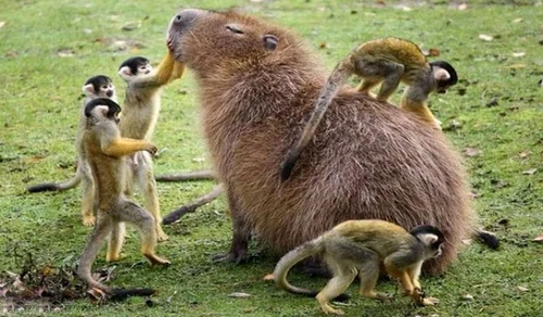 Capibara se bucură de compania gălăgioaselor maimuţe  jpeg