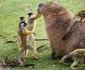 Capibara se bucură de compania gălăgioaselor maimuţe  jpeg