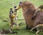 Capibara se bucură de compania gălăgioaselor maimuţe  jpeg
