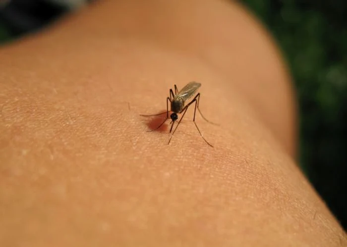 Prin înțepătură țânțarii pot transmite multe afecțiuni, cum este malaria sau febra Dengaclicksanatate.ro