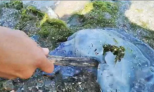 meduzaxzczx jpeg