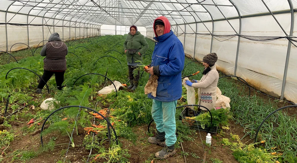 Legumele bio produse în Ciocănari ajung zilnic în Capitală. FOTO Ateliere fără frontiere
