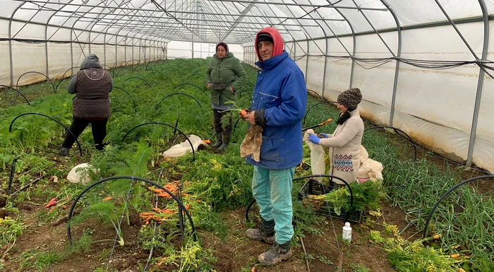 Legumele bio produse în Ciocănari ajung zilnic în Capitală. FOTO Ateliere fără frontiere