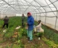 Legumele bio produse în Ciocănari ajung zilnic în Capitală. FOTO Ateliere fără frontiere