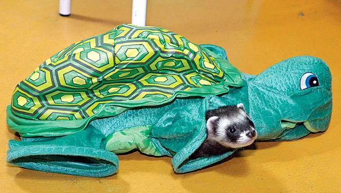 “De-a v-aţi ascunselea”,  printre jucării...