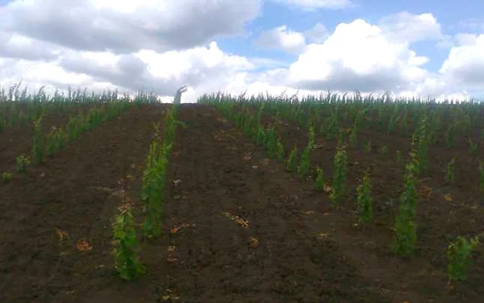 Szoboszlai Attila a plantat peste 27 de hectare cu viţă de vie adusă din Italia FOTO Arhiva personală