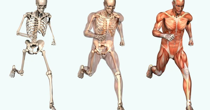 Artroscopia este o metoda de diagnostic, care poate fi folosita si ca tratament