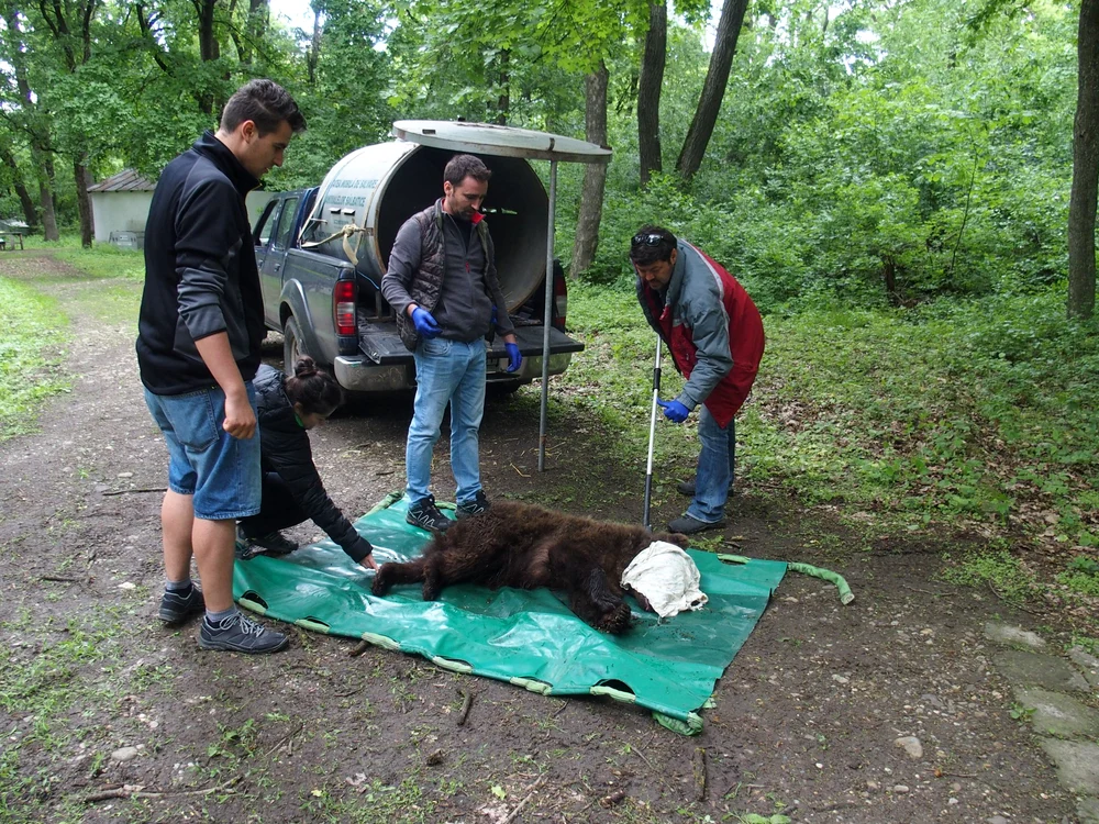 Urșii se află printre animalele salvate de ONG-ul care protejează fauna săbatică FOTO: ACDB