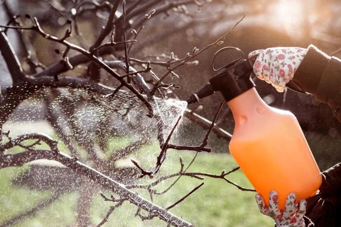 Stropire pomi / Foto: Shutterstock