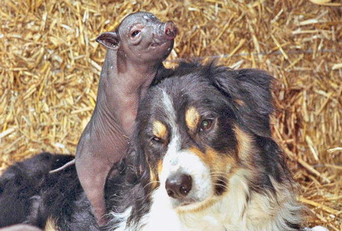 Macy alături de drăgălaşul porcuşor