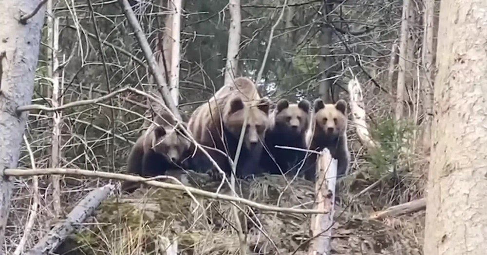 Un pădurar din Suceava s-a întâlnit cu patru urși. Ce a urmat VIDEO