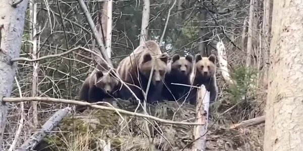 ursi Suceava FOTO captura video Romsilva webp